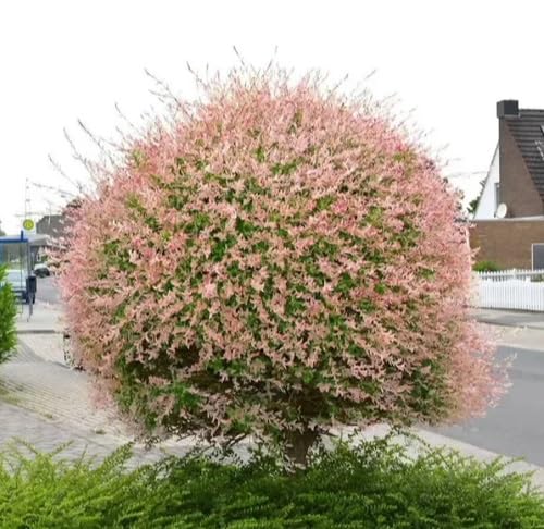 Dappled Willow Cutting to Grow - Stunnning Tricolor Leafs - Salix Integra 'Hakuro Nishiki'