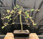 Pussy Willow Bonsai Tree Cutting to Grow - Has Beautiful Catskins
