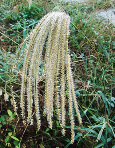 50 Weeping Sword Grass Seeds for Planting - Paspalum saccharoides - Ornamental Grass