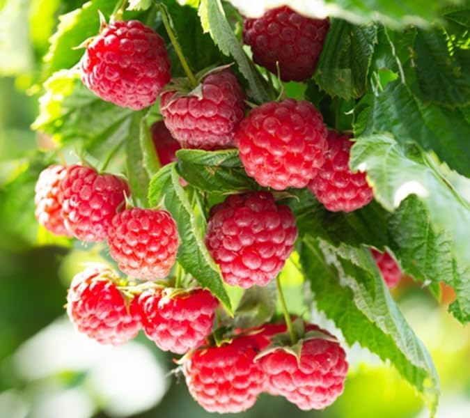 (Best) Latham Raspberry Plants to Grow - Easy to Grow Rooted Plants - No Ship to California (3 Plants)
