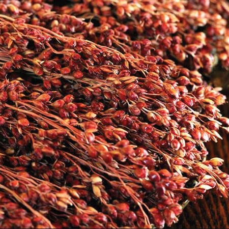 Red Head Broom Corn Seeds for Planting (50 Seeds) - Grow Exotic Red Broom Corn
