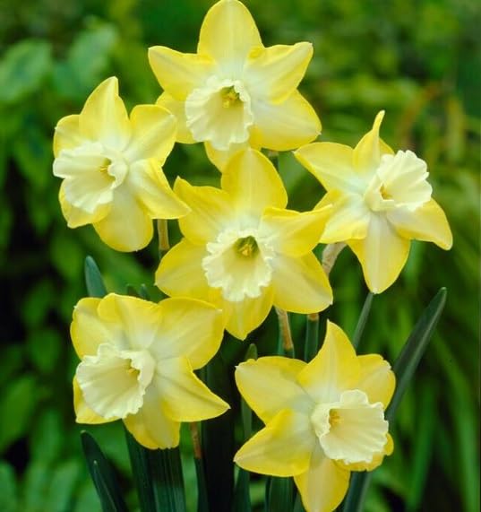 10 Hillstar Miniature Daffodil Bulbs for Planting - Stunning Color and Blooms