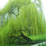5 Bright Green Willow Tree Cuttings to Grow - Weeping Flower