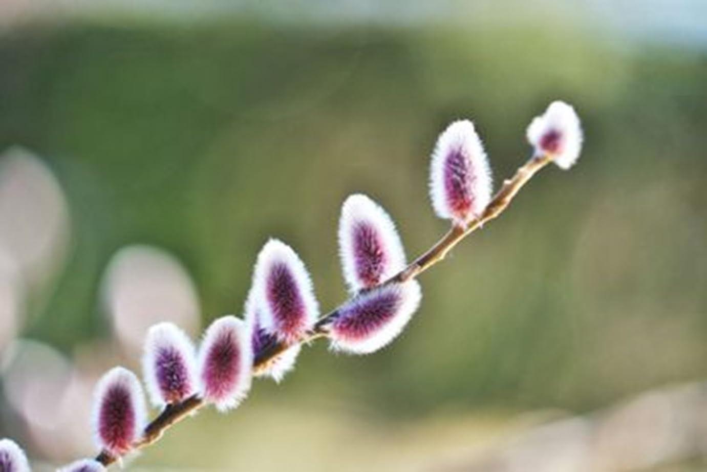 Purple Pussy Willow Tree Cuttings to Grow - One of The Most Rare Catskin Willow Trees (2 Cuttings)