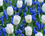 White Tulips and Blue Hyacinth - 40 Total Bulbs - Grow a Stunning Spring Flower Garden