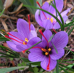 3 Saffron Spice Bulbs to Grow. - Grow Prized Saffron Spice. 3 Big Bulbs