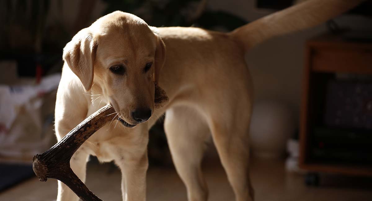 CZ Grain XXL JUMBO Deer Antler for Dogs, for The BIG CHEWER - Premium Grade A Deer Antler Dog Chew - Long Lasting Dog Treat for Your Pet. MADE in USA