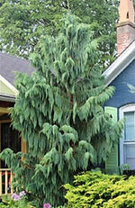 25 Weeping Cypress Pine Seeds - Hesperocyparis funebris - Non-GMO Seeds, Grown and Shipped from Iowa. Made in USA