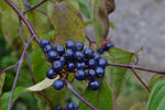 Silky Dogwood Seeds for Planting - 30 Seeds - Cornus amomum
