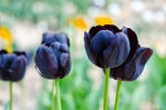 20 Black Tulip Bulbs for Planting - Easy to Grow - Queen of The Night Tulips - Made in USA, Ships from Iowa