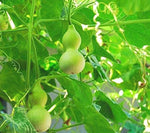 GreenCreator Ornamental Large BottleBirdhouse Gourd (Lagenaria siceraria) Heirloom Gourd Seeds 10 Seeds