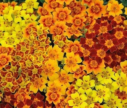 Starfire Marigold Flower Seeds for Planting (50 Seeds) - Grow Exotic Marigold Flowers