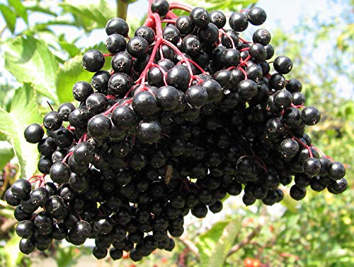 (4) Spectacular Black Fruit Bearing Perennial. American Native Elderberry Unrooted Cuttings-Sambucus Candensis, Grows Best in Rich Soil, Well Shaded, Regularly watered Soil