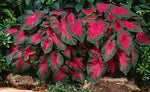 Caladium Buck (6 Bulbs) - Elegance for Shady Gardens. Now Shipping !
