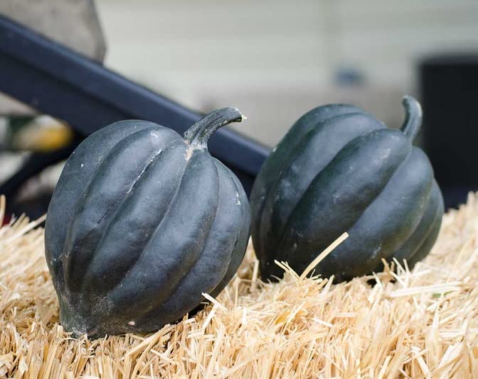 Black Betty Acorn Seeds for Planting (10 Seeds) Black Table Squash