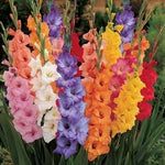 Made and Shipped in USA (15) Fresh, New, Giant Flowering Mixed Colors Gladiolus Bulbs, Plants, Flowers, Flowering Perennials,Sword Lily, Gladioli-SeedsBulbsPlants&More