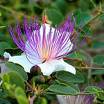 Caper Bush Seeds (Capparis Spinosa) 25+Seeds