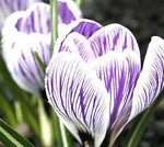 "Jolie's Stars" Striped Crocus (20 Bulbs) Made in USA, Ships from our Iowa Nursery