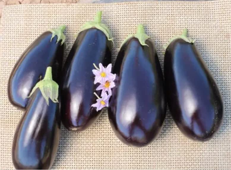 American Eggplant Seeds for Planting (20 Seeds) - All American Favorite Garden Plant Seeds