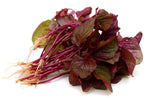 Red Spinach Seeds for Planting - 500+ Seeds - Ships from Iowa, USA. Very Healthy Chinese Amaranth Spinach