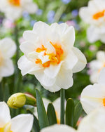 Flower Drift Double Daffodil Bulbs for Planting - Colorful Daffodil Blooms