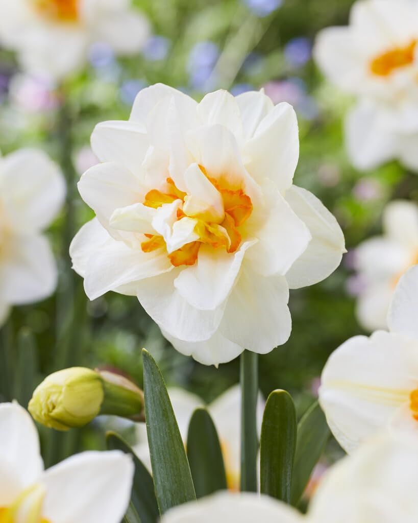 Flower Drift Double Daffodil Bulbs for Planting - Colorful Daffodil Blooms