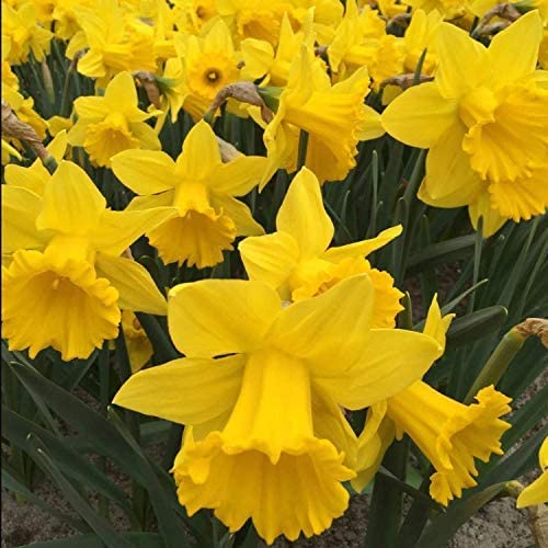 Daffodil Bulbs for Spring Planting - 25 Bulbs - Narcissus Bulbs Yellow Daffodil Bulbs Bulk