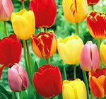 Tequila Sunrise Tulip - 25 Bulbs - Colorful Mix - 12/+ cm Bulbs