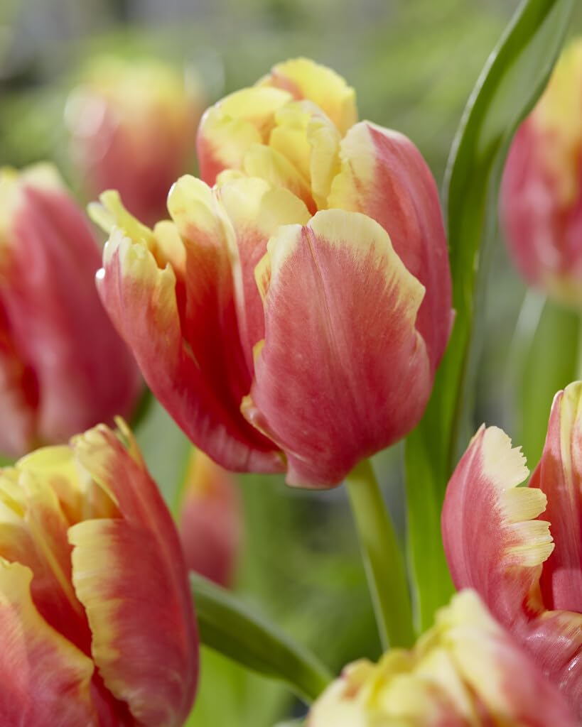 Deejay Parrot Tulip Bulbs for Planting (10 Bulbs) - Red and Yellow Parrot Tulips, Perennial Flowers