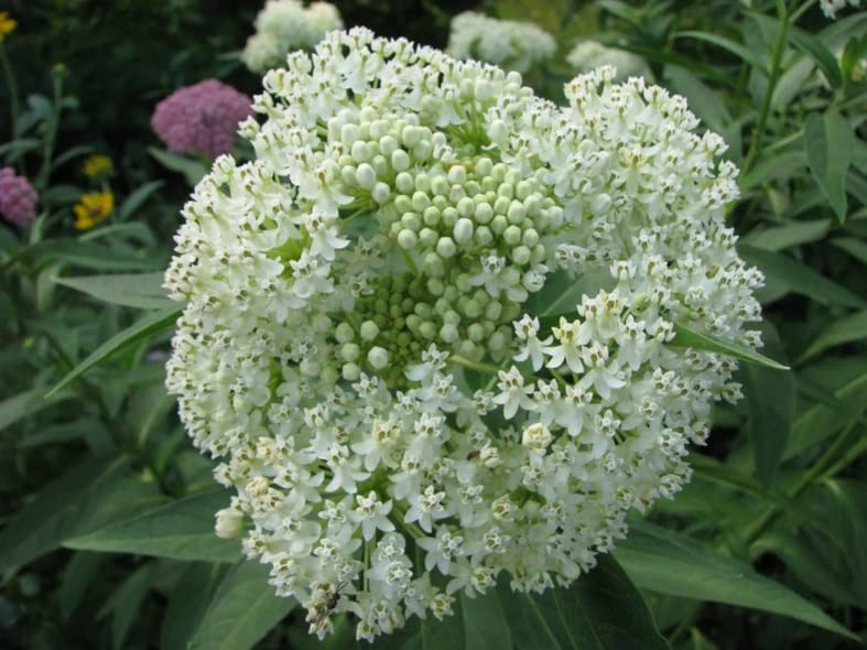 White Swamp Milkweed Native Seeds for Planting (100 Seeds) - Whorled Milkweed - Asclepias verticillata - Great for Butterflies
