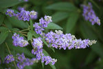 30 Monks Pepper Tree Seeds for Planting - Lilac Chastetree - Vitex Agnus-castus