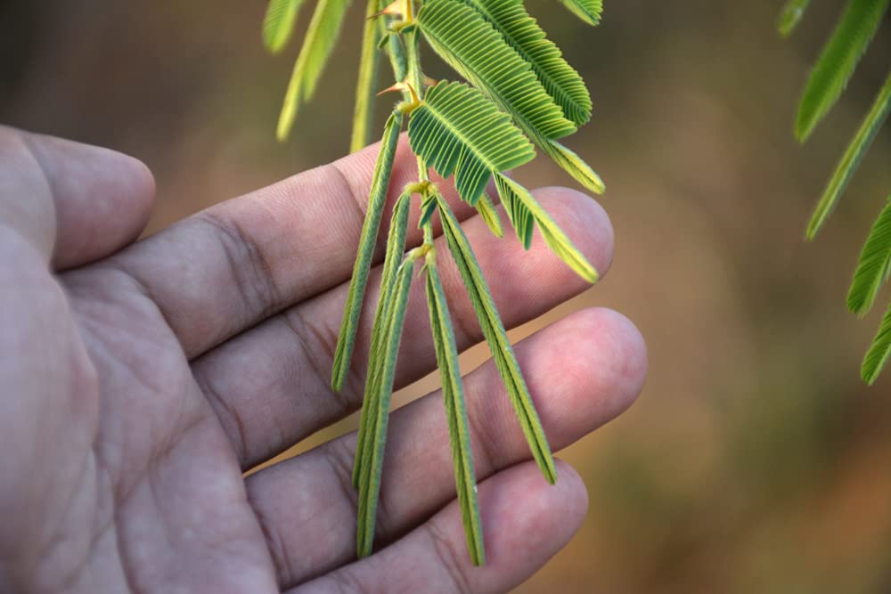 20 Sleeping Grass Seeds to Grow - Amazing Plant That Moves When Touched - Sensitive Plant