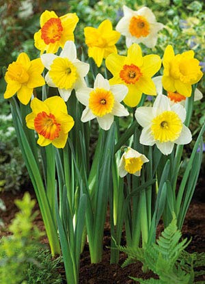 Daffodil Mixture Jumbo Daffodil Bulbs - Value 70 Bulb Bag - for Fall Planting 16/+ cm