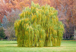 One 5 Foot Tall Golden Weeping Willow Tree Cutting - Ready to Plant - Beautiful Arching Canopy