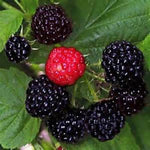 Black Raspberry Bush Seeds! SWEET DELICIOUS FRUIT! COMB.
