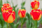 10 Red & Gold Rembrandt Tulip Bulbs for Planting - Easy to Grow - Made in USA, Ships from Iowa