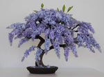 Blue Jacaranda Tree Seeds (30 Pack) - Excellent Bonsai Specimen - Exotic Flowering Bonsai - Blooming Tree