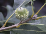 Bur Oak Tree Seeds for Planting | 5 Big Healthy Seeds | Bur Oak is Prized for Attractive Look and Fuzzy Acorns