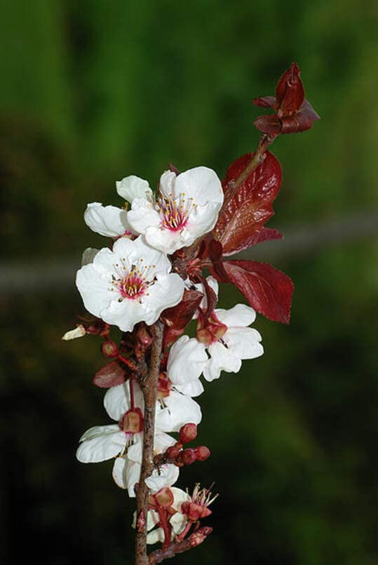 Cherry Plum Tree Seeds for Planting - Prunus cerasifera - Made in USA, Ships from Iowa - Popular Outdoor Tree or Bonsai