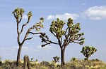 Joshua Tree Seeds - 10 Seeds to Grow - Highly Prized Joshua Tree - Made in USA, Ships from Iowa