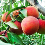 10 Seeds Dwarf Peach Fruit Tree Indoor/Outdoor
