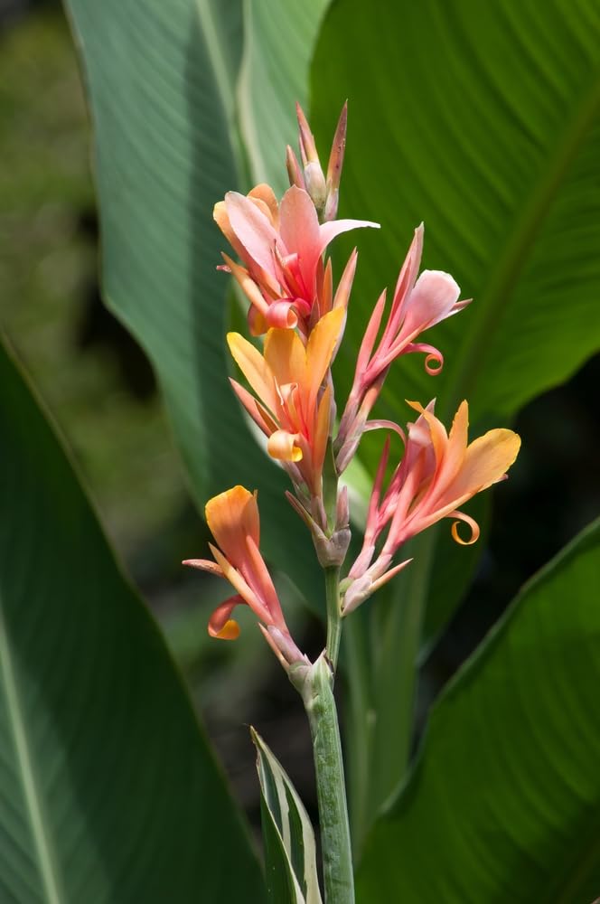 Easy to Plant Bulbs, Fast Growing, Pretty