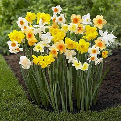 10 Daffodil Mixture - Narcissus Large Giant Mixture - Ships from Iowa, USA