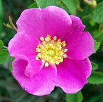 Woods Rose 15 Seeds - Rosa woodsii - Heirloom