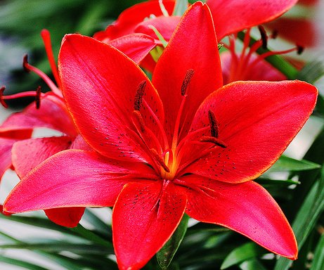 (2) Spectacular Red Asiatic Lily Bulbs Flowering Perennial Year After Year