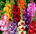 USA Made and Shipped from, Large Bulbs, (10) Attractive Flowers, Gladiolus, Border Growing Mix,Gladioli Bulbs, Plants, Perennial Root