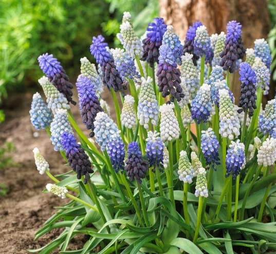 Delft Blue Grape Hyacinth Mix, Muscari Bulbs - Beautiful Spring Blooms, Perennial Garden Flowers