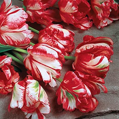 Estella Rijneveld Parrot Tulip Bulbs for Planting - Easy to Grow Perennial Tulips