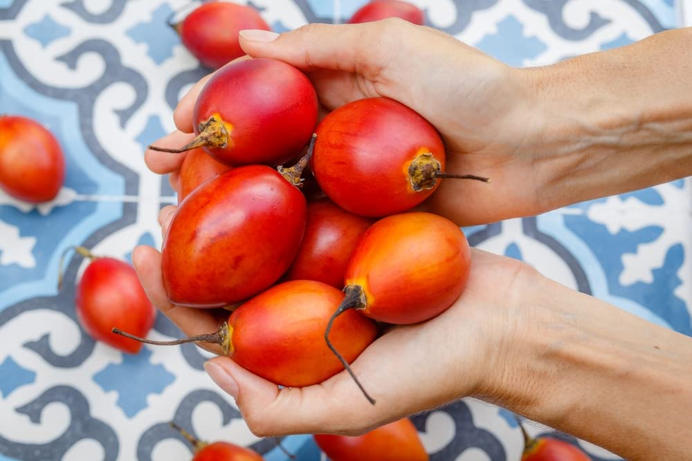Tomato Tree Bonsai Seeds for Planting - 10 Rare Seeds - Tamarillo, Cyphomandra betacea