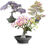 Flowering Bonsai Tree Seed Bundle